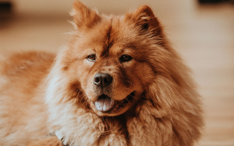 Lion Dog,lion dog breed,dog breed