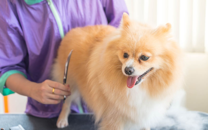 Lion Dog,lion dog breed,dog breed,lion mane