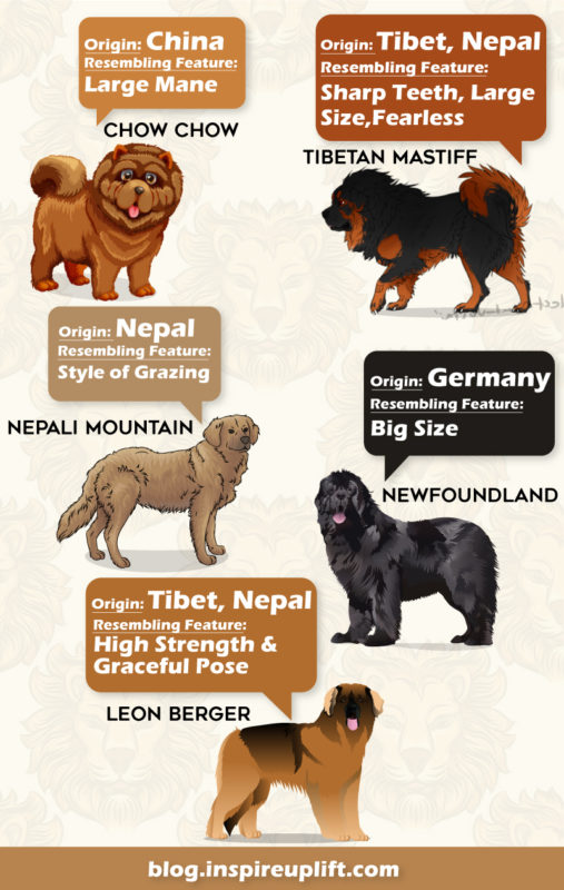 Lion Dog,lion dog breed,dog breed