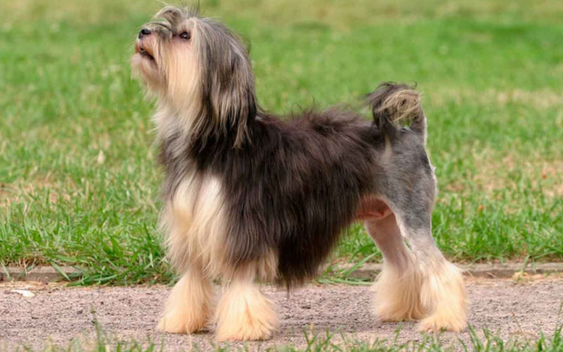 Lion Dog,lion dog breed,dog breed