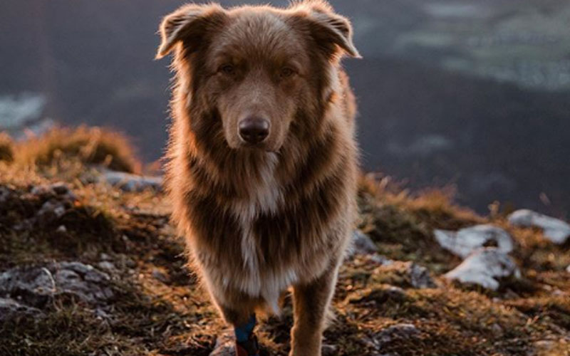 Lion Dog,lion dog breed,dog breed