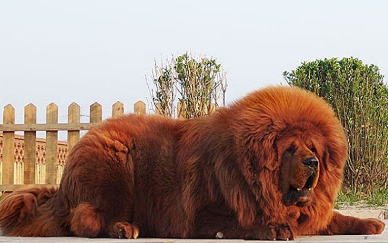 Lion Dog,lion dog breed,dog breed