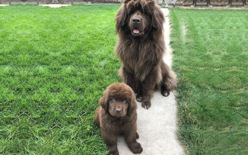 Lion Dog,lion dog breed,dog breed