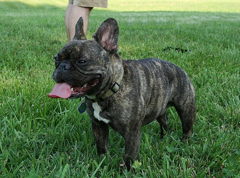 Brindle French Bulldog,French Bulldog