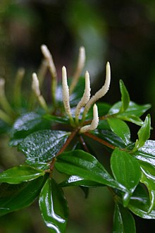 Peperomia Prostrata