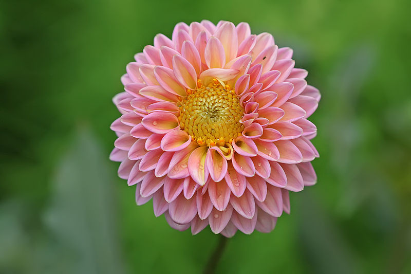 Black Dahlia Flower,Black Dahlia,Dahlia Flower,Dahlia blooms