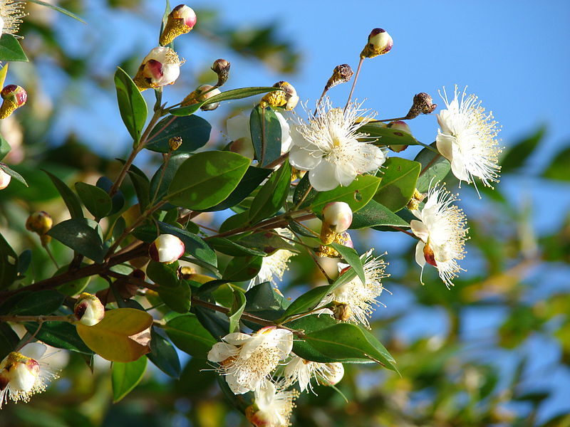 Myrtle Flower,Myrtle