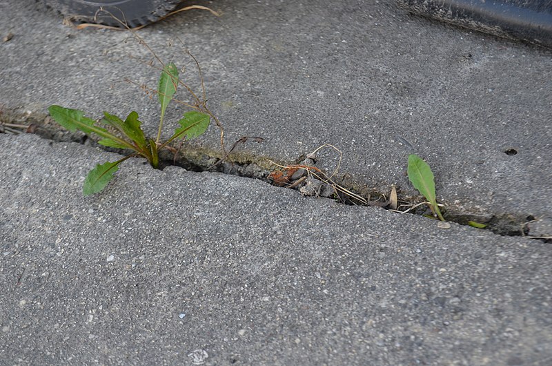 Homemade Weed Killer