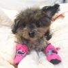 Adorable Dog,Dog Booties,Adorable Dog Booties