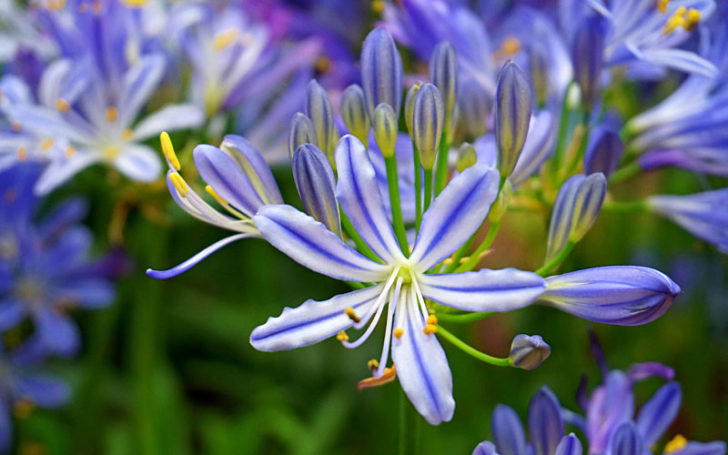 Blue Flowers