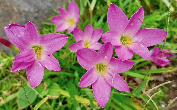 Types of Lilies