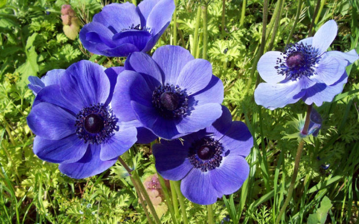 Blue Flowers