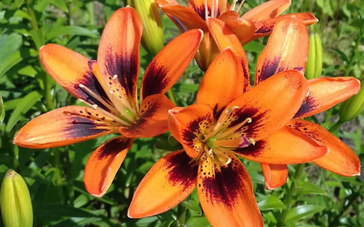 Types of Lilies