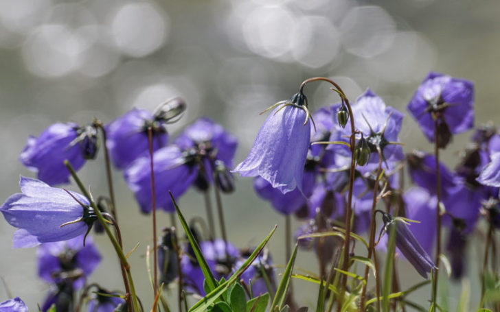 Blue Flowers