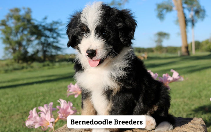 Bernedoodle