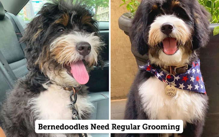 Bernedoodle