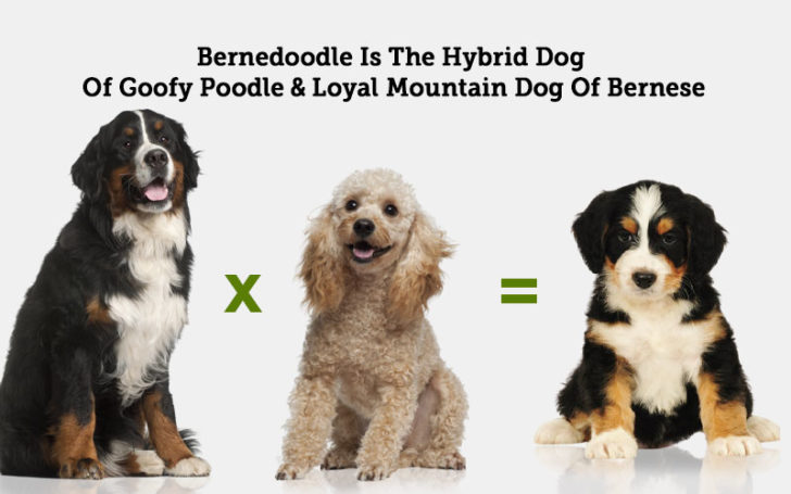 Bernedoodle