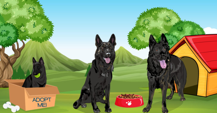 Black German,Black German Shepherd,German Shepherd