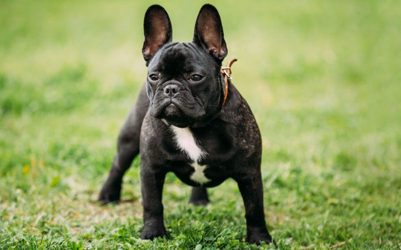 Brindle French Bulldog,French Bulldog