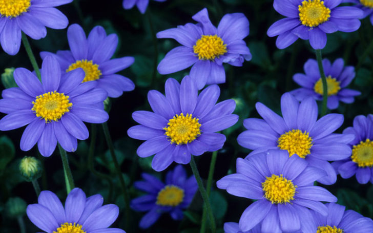 Blue Flowers