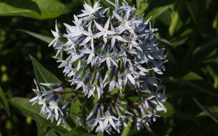 Blue Flowers