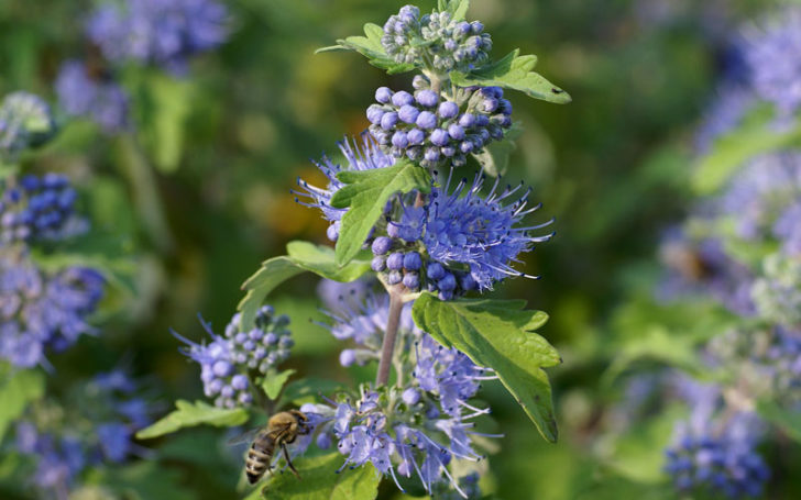 Blue Flowers