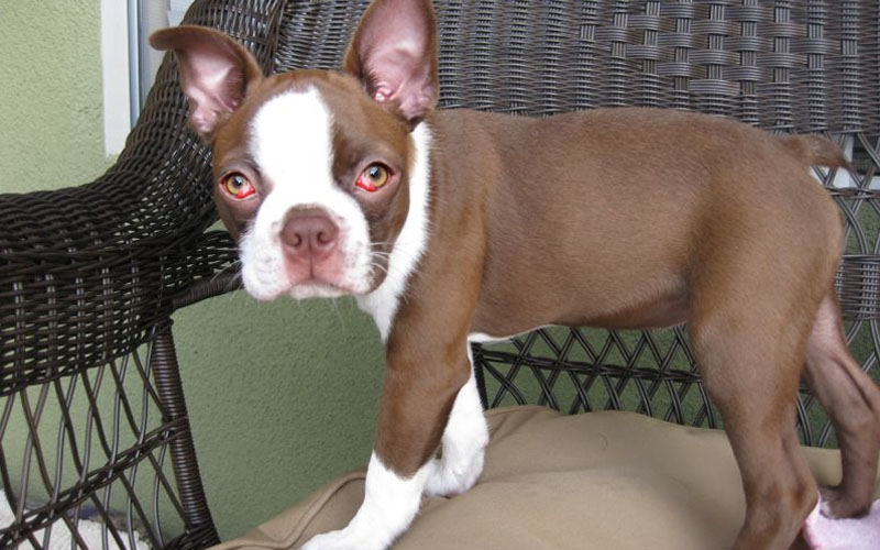 Red Boston Terrier,Red Boston,Boston Terrier