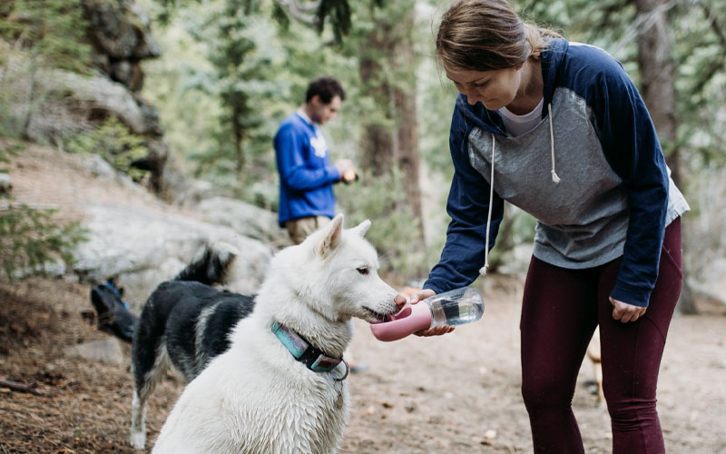 Cool Dog Gadgets,dog gadgets,cool dog