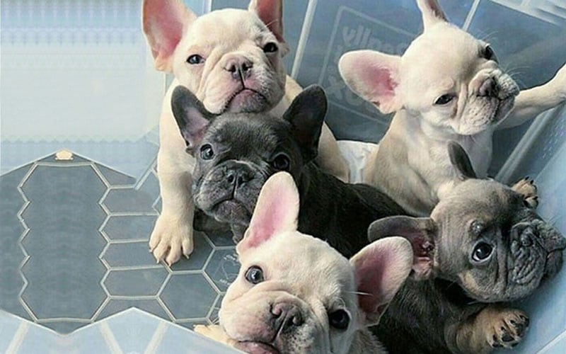 Brindle French Bulldog,French Bulldog