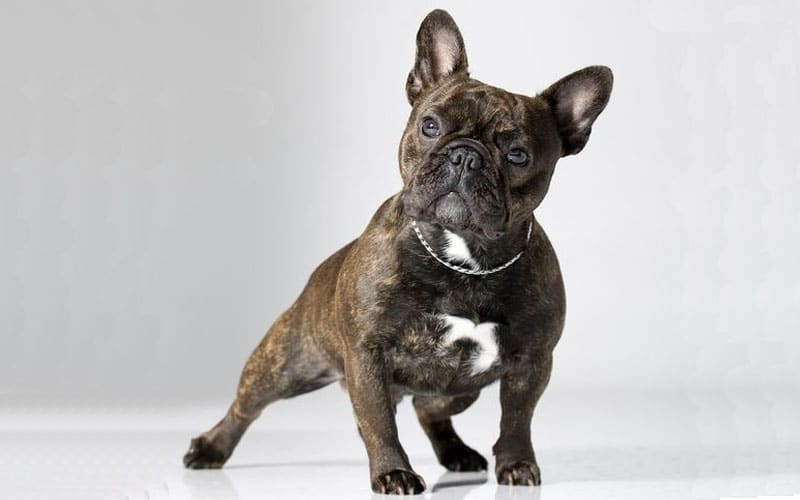 Brindle French Bulldog,French Bulldog