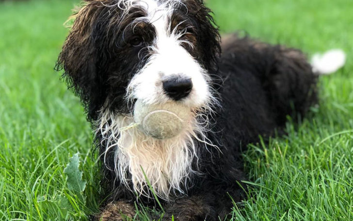 Bernedoodle