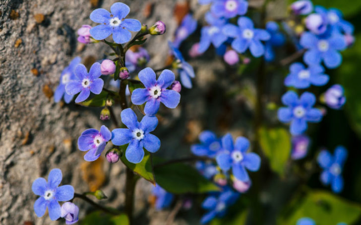 Blue Flowers