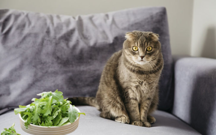 Can Cats Eat Lettuce,Eat Lettuce,Can Cats Eat