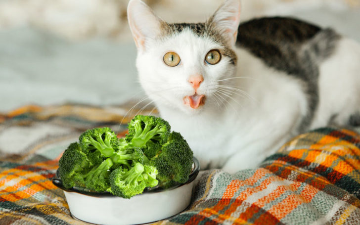 Can Cats Eat Lettuce,Eat Lettuce,Can Cats Eat