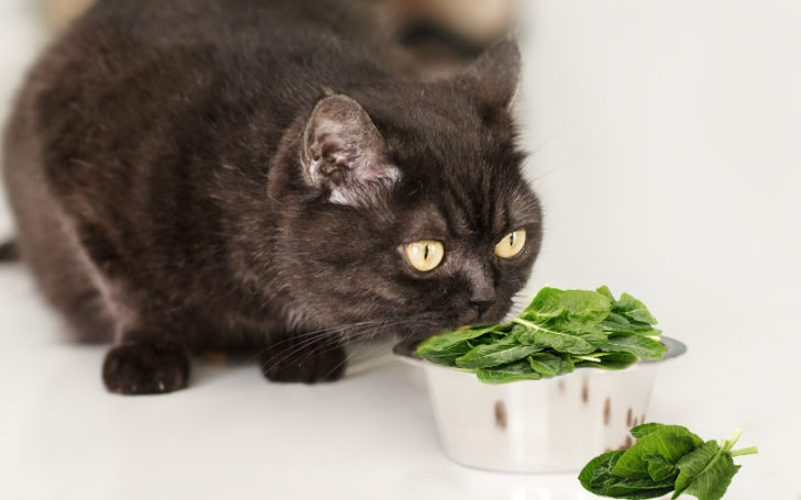 Can Cats Eat Lettuce,Eat Lettuce,Can Cats Eat