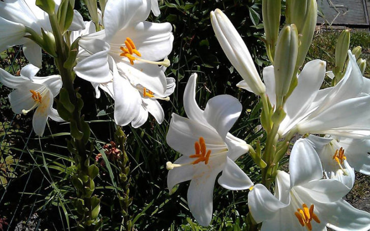 Types of Lilies