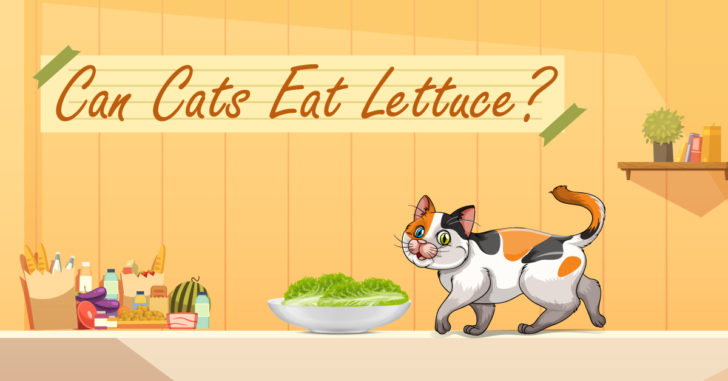 Can Cats Eat Lettuce,Eat Lettuce,Can Cats Eat