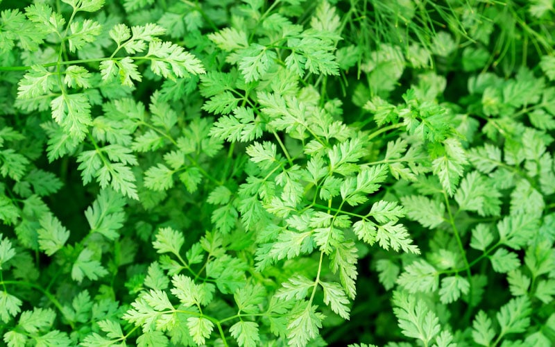 Tarragon Substitute,Fresh Tarragon,Dried Tarragon,Russian Tarragon