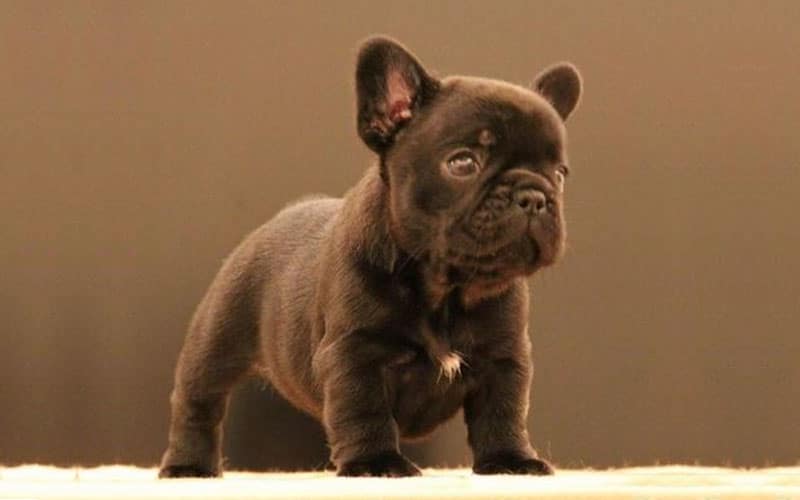 Brindle French Bulldog,French Bulldog