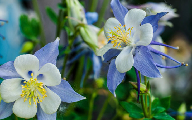 Blue Flowers