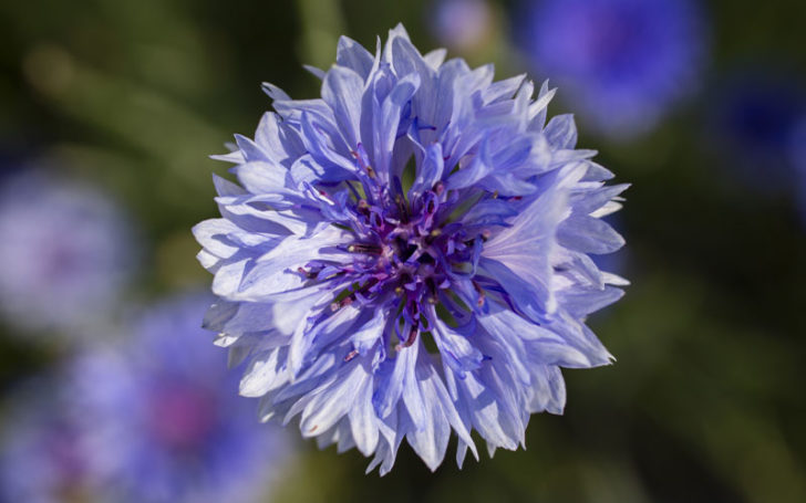 Blue Flowers