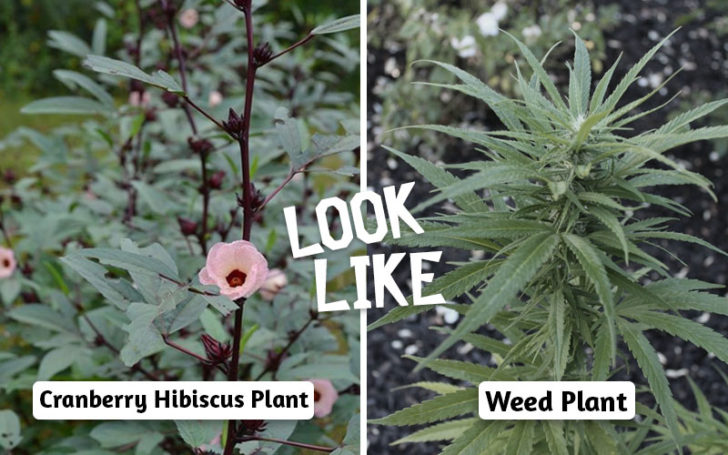 Plants That Look Like Weed