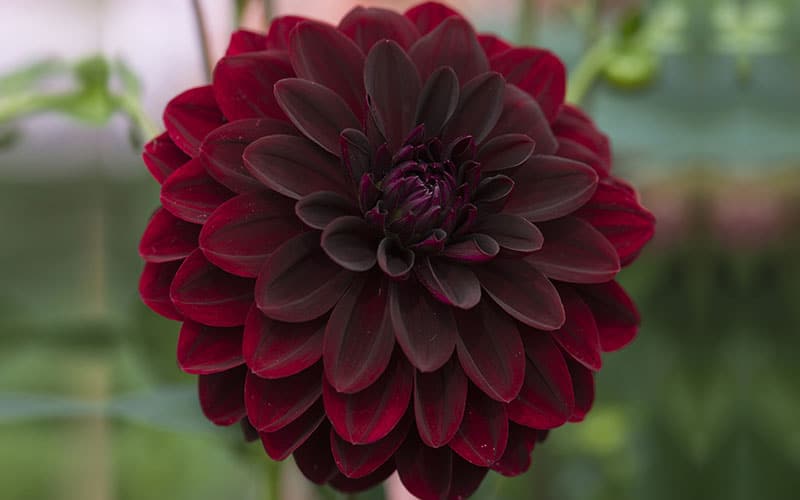 Black Dahlia Flower