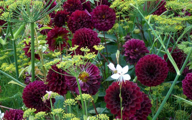 Black Dahlia Flower,Black Dahlia,Dahlia Flower,Dahlia blooms