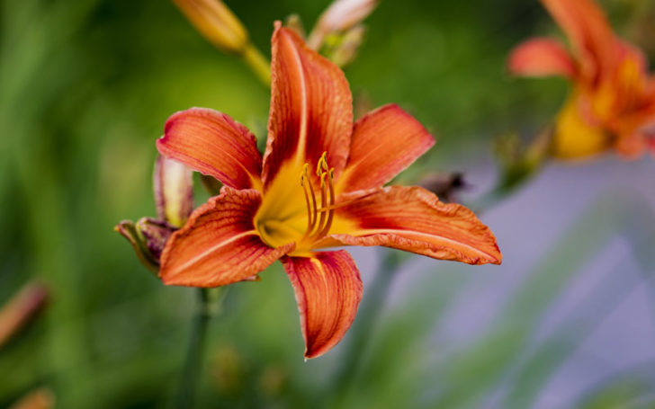 Types of Lilies