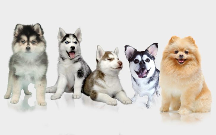 types of huskies