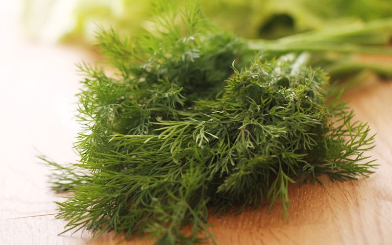 Tarragon Substitute,Fresh Tarragon,Dried Tarragon,Russian Tarragon,Fresh Tarragon Substitute