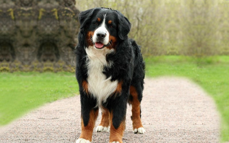 Golden Mountain Dog,Mountain Dog,Golden Mountain