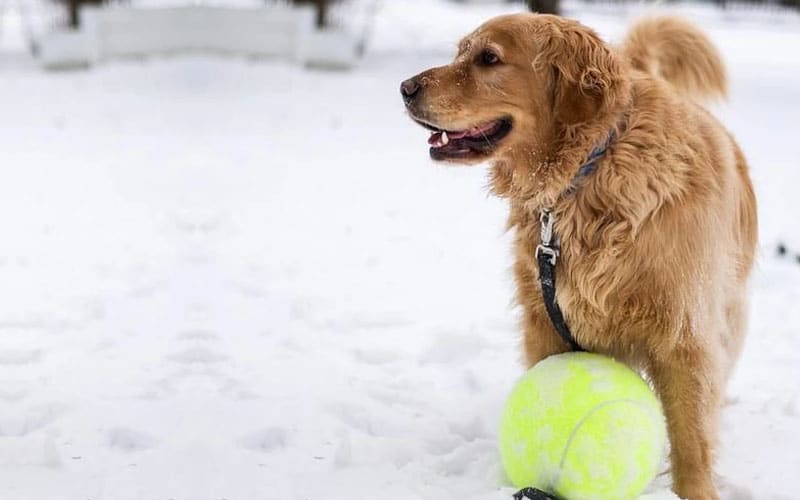 Cool Dog Gadgets,dog gadgets,cool dog