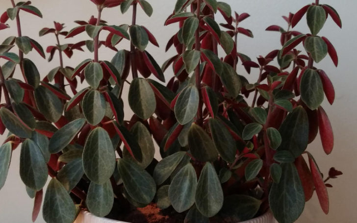 peperomia